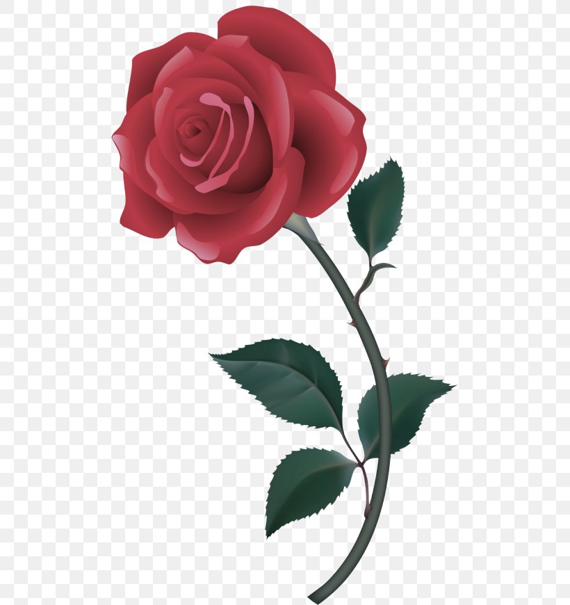 Garden Roses, PNG, 500x870px, Flower, Floribunda, Flowering Plant, Garden Roses, Hybrid Tea Rose Download Free
