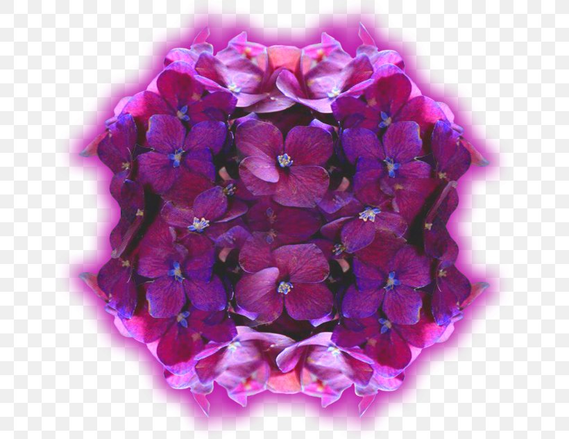 Hydrangea Violet Cut Flowers Petal Вербена М, PNG, 655x632px, Hydrangea, Cornales, Cut Flowers, Flower, Flowering Plant Download Free