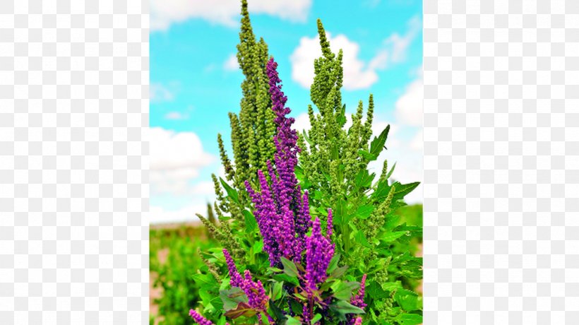 Lavender Hyssopus Shrub Tree Lupin Limited, PNG, 1011x568px, Lavender, Flora, Flower, Grass, Hyssopus Download Free