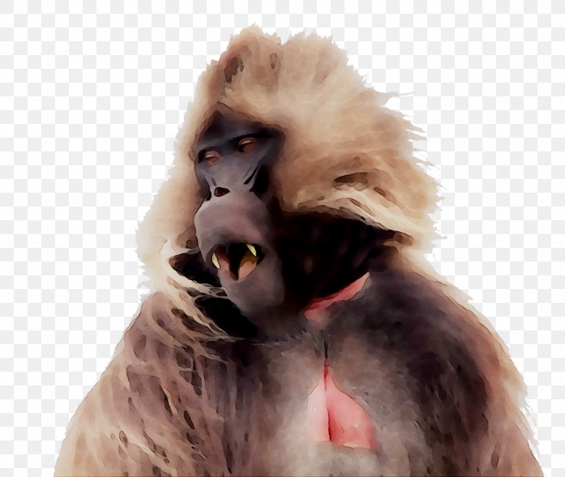 Macaque Ape Old World Monkeys Fur, PNG, 1301x1100px, Macaque, Ape, Fur, Monkey, Mouth Download Free