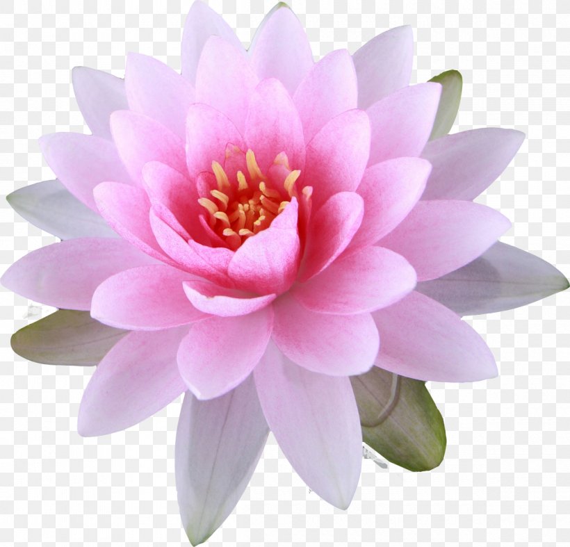 Nelumbo Nucifera Buddhism Buddhist Symbolism Flower, PNG, 1200x1152px, Nelumbo Nucifera, Aquatic Plant, Buddha, Buddhism, Buddhism And Hinduism Download Free