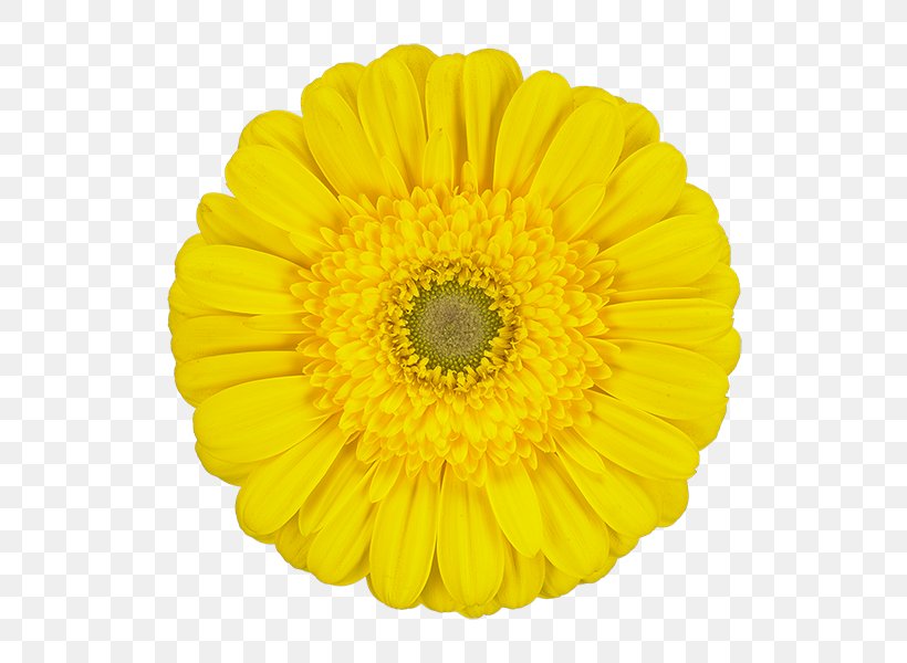 Yellow Transvaal Daisy Color Red White, PNG, 600x600px, Yellow, Cerise, Chrysanthemum, Chrysanths, Color Download Free