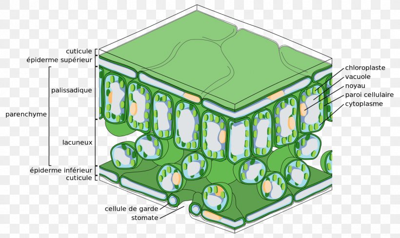 Epidermis Palisade Cell Tissue Leaf Photosynthesis, PNG, 1328x793px, Epidermis, Area, Biology, Cell, Cuticle Download Free