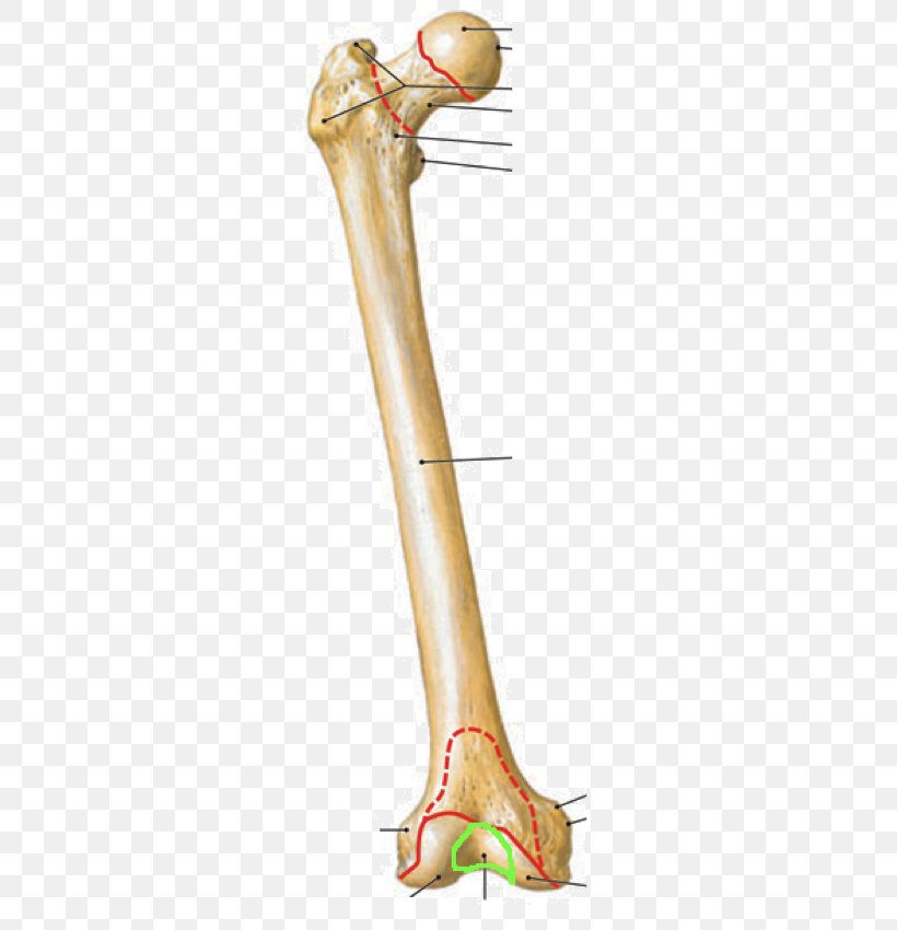 Lateral Epicondyle Of The Femur Medial Epicondyle Of The Femur Anatomy Medial Condyle Of Femur, PNG, 350x850px, Watercolor, Cartoon, Flower, Frame, Heart Download Free