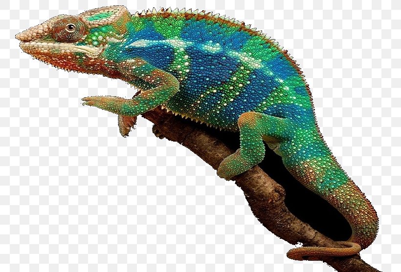 Chameleons Iguanas Fauna Terrestrial Animal Bedürfnis, PNG, 788x557px, Chameleons, Chameleon, Cooperative, Fauna, Iguanas Download Free