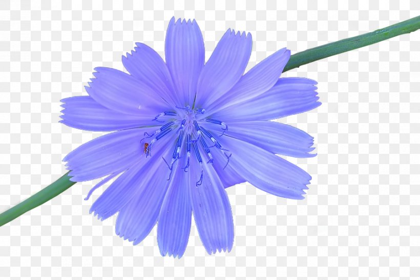 Chicory, PNG, 900x600px, Chicory, Blue, Flower, Petal, Plant Download Free