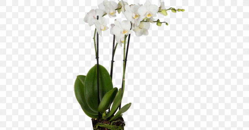 Moth Orchids Cut Flowers Plant, PNG, 1200x628px, Moth Orchids, Artificial Flower, Cut Flowers, Flora, Floral Design Download Free