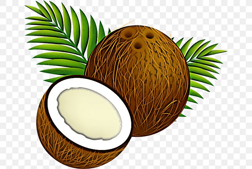 Palm Tree, PNG, 662x551px, Coconut, Arecales, Attalea Speciosa, Palm Tree, Plant Download Free