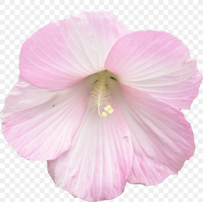 Rosemallows Artificial Flower Clip Art, PNG, 1013x1009px, Rosemallows, Artificial Flower, Blume, Floral Design, Flower Download Free