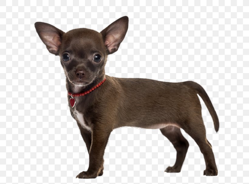 Chihuahua Russkiy Toy Puppy English Toy Terrier Companion Dog, PNG, 800x604px, Chihuahua, Breed, Carnivoran, Cat, Companion Dog Download Free