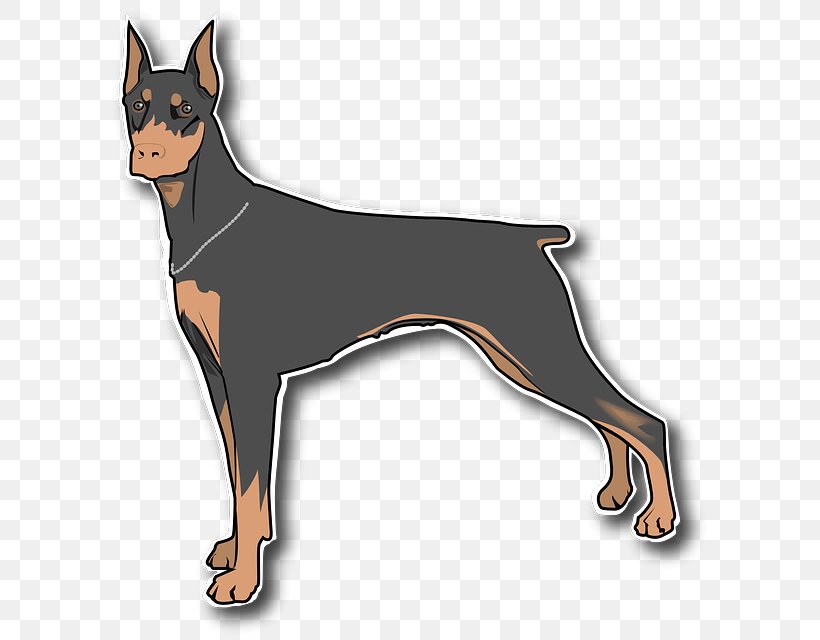 Dobermann Miniature Pinscher Great Dane Manchester Terrier German Pinscher, PNG, 607x640px, Dobermann, Ancient Dog Breeds, Black And Tan Terrier, Boxer, Carnivoran Download Free