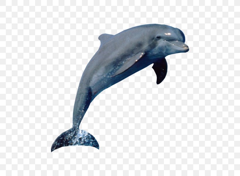 Dolphin Tux Paint Aquatic Mammal, PNG, 800x600px, Dolphin, Animal, Aquatic Animal, Aquatic Mammal, Beak Download Free