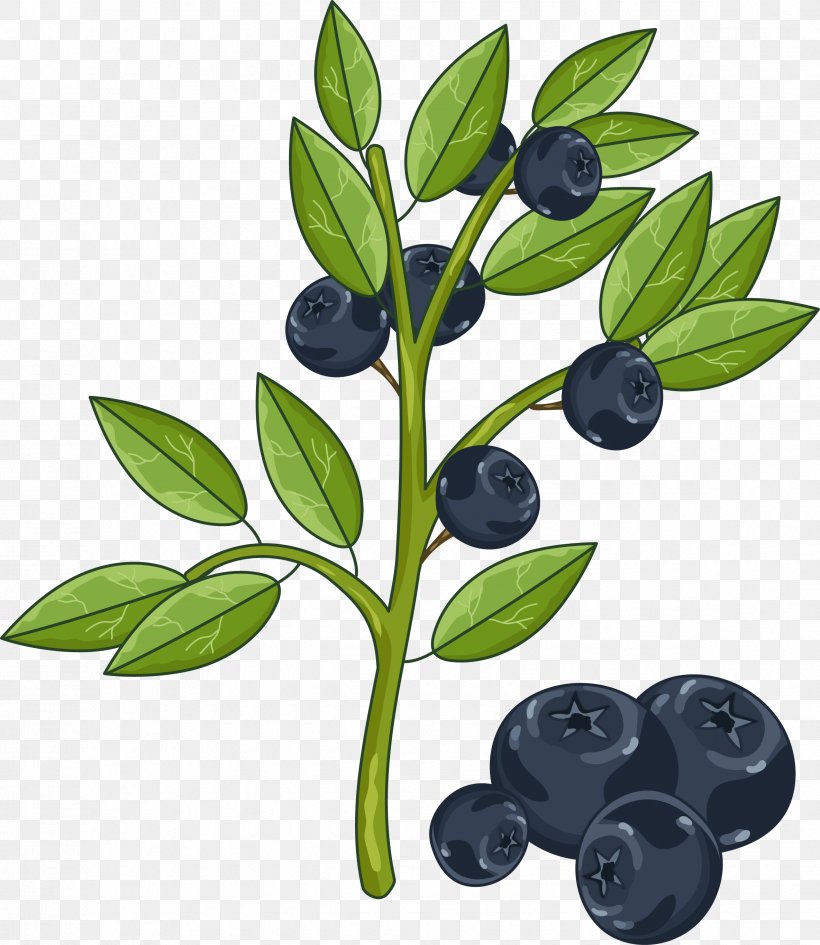 Illustration, PNG, 2370x2733px, Photography, Auglis, Berry, Bilberry, Blueberry Download Free