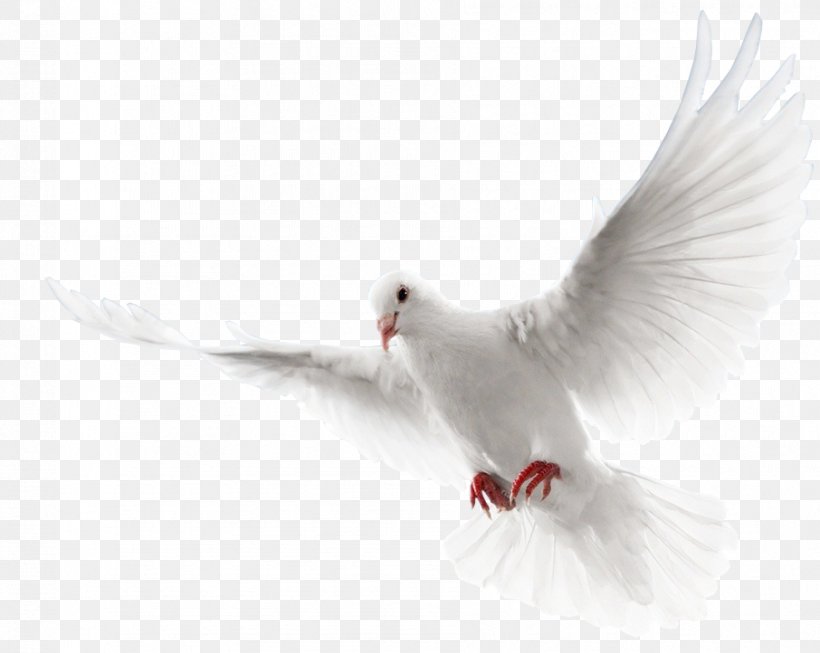 Dove Bird, PNG, 906x722px, Pigeons And Doves, Arctic Tern, Beak, Bird, Feather Download Free