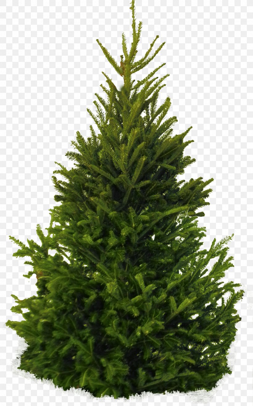 Fir Pine Cedar Tree, PNG, 1757x2813px, Fraser Fir, Branch, Christmas, Christmas Decoration, Christmas Tree Download Free