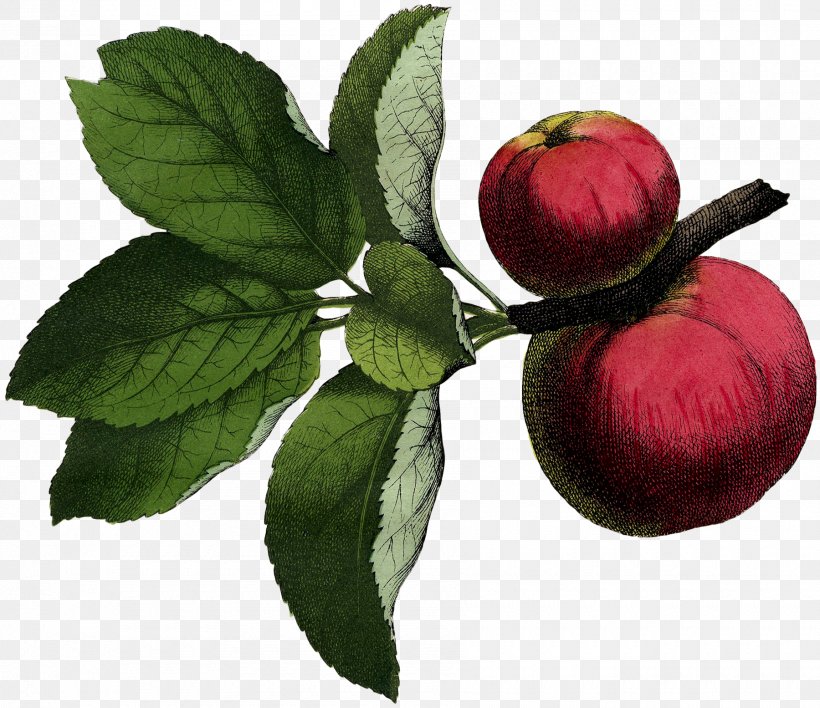 Illustration Fruit Poster Graphics Image, PNG, 1800x1555px, Fruit, Apple, Art, Botanical Illustration, Botany Download Free