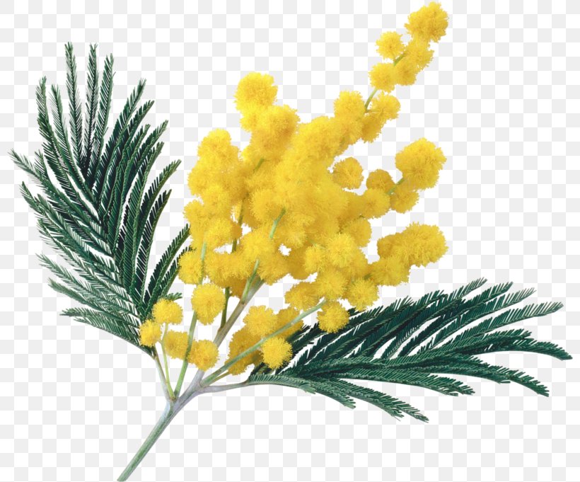 Mimosa Salad Acacia Dealbata Flower, PNG, 800x681px, Mimosa Salad, Acacia, Acacia Dealbata, Branch, Digital Image Download Free