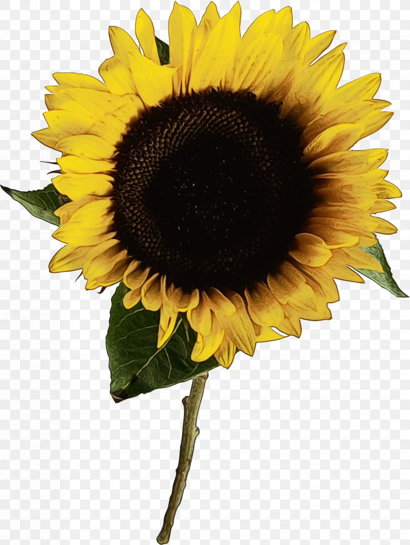 Sunflower, PNG, 1654x2202px, Watercolor, Flower, Flowering Plant, Paint, Petal Download Free