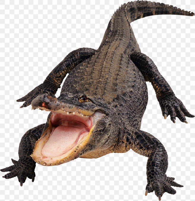 Amazon.com Alligator Crocodile Flashcard, PNG, 1860x1921px, Amazoncom, Alligator, Alligator Wrestling, Amphibian, Crocodile Download Free