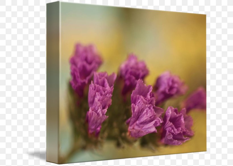 Floral Design Family Violet, PNG, 650x583px, Floral Design, Family, Flower, Flowering Plant, Lavender Download Free