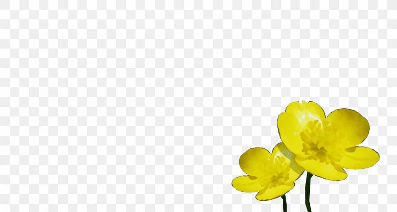 Flowers Background, PNG, 1500x800px, Watercolor, Canola, Computer, Cut Flowers, Flower Download Free