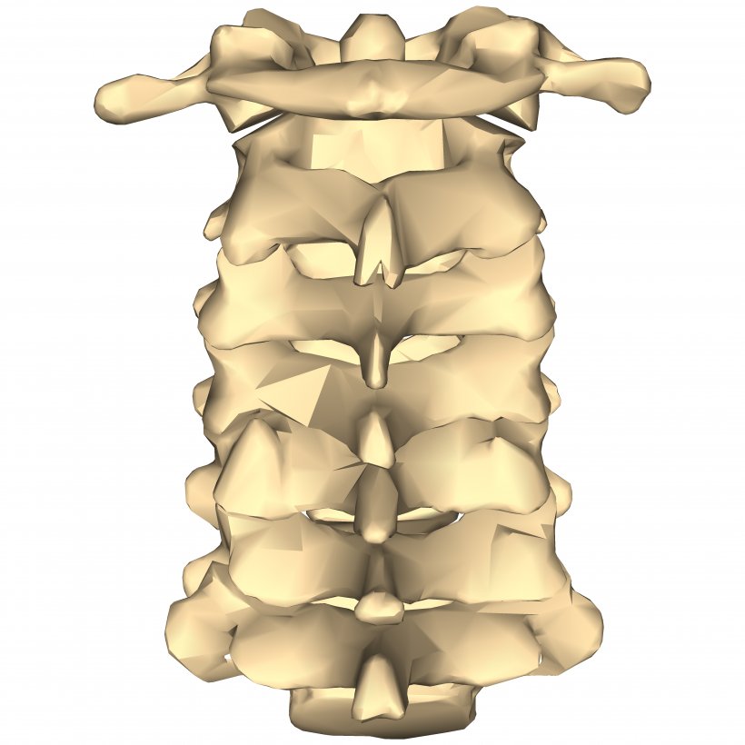Cervical Vertebrae Vertebral Column Joint Lumbar Vertebrae Anatomy, PNG, 4500x4500px, Cervical Vertebrae, Anatomy, Axial Skeleton, Bone, Facet Joint Download Free