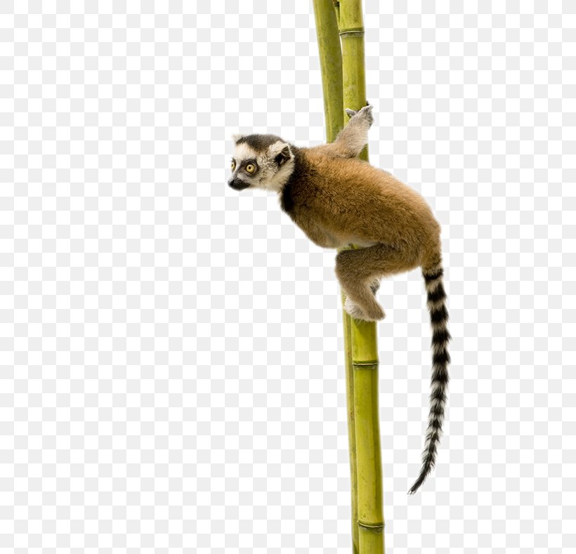 Ring-tailed Lemur Primate Sifaka, PNG, 525x789px, Lemur, Blackandwhite Ruffed Lemur, Fauna, Lemur Conservation Foundation, Lemuriformes Download Free
