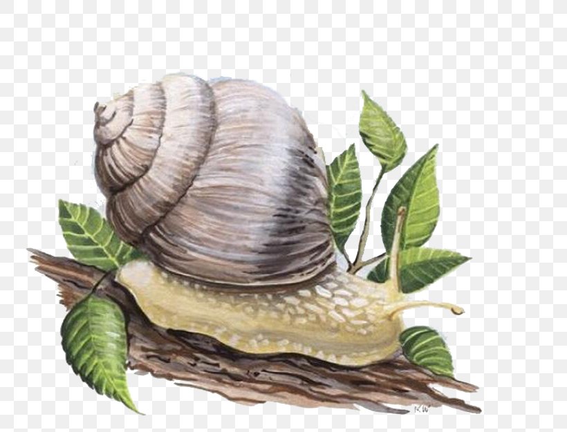 Snail Orthogastropoda Skin, PNG, 750x625px, Snail, Cartoon, Conchology, Escargot, Face Download Free