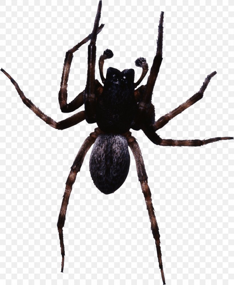 Black House Spider Cheiracanthium Inclusum Widow Spiders Peucetia Viridans, PNG, 2295x2800px, Spider, Arachnid, Araneus, Araneus Cavaticus, Arthropod Download Free