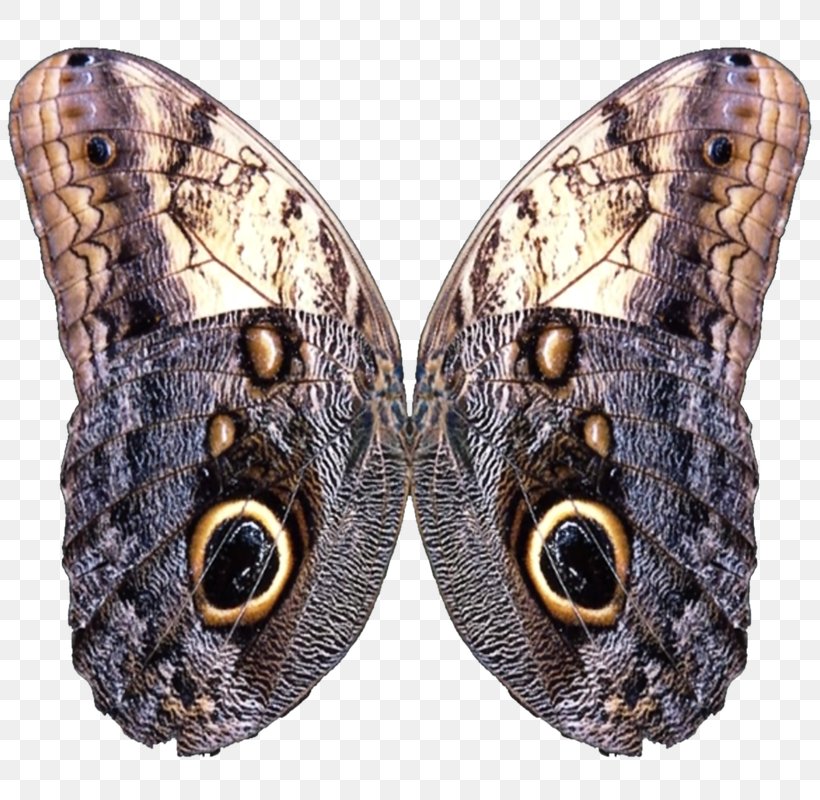Butterfly Wing Moth Meitu, PNG, 814x800px, Watercolor, Cartoon, Flower, Frame, Heart Download Free