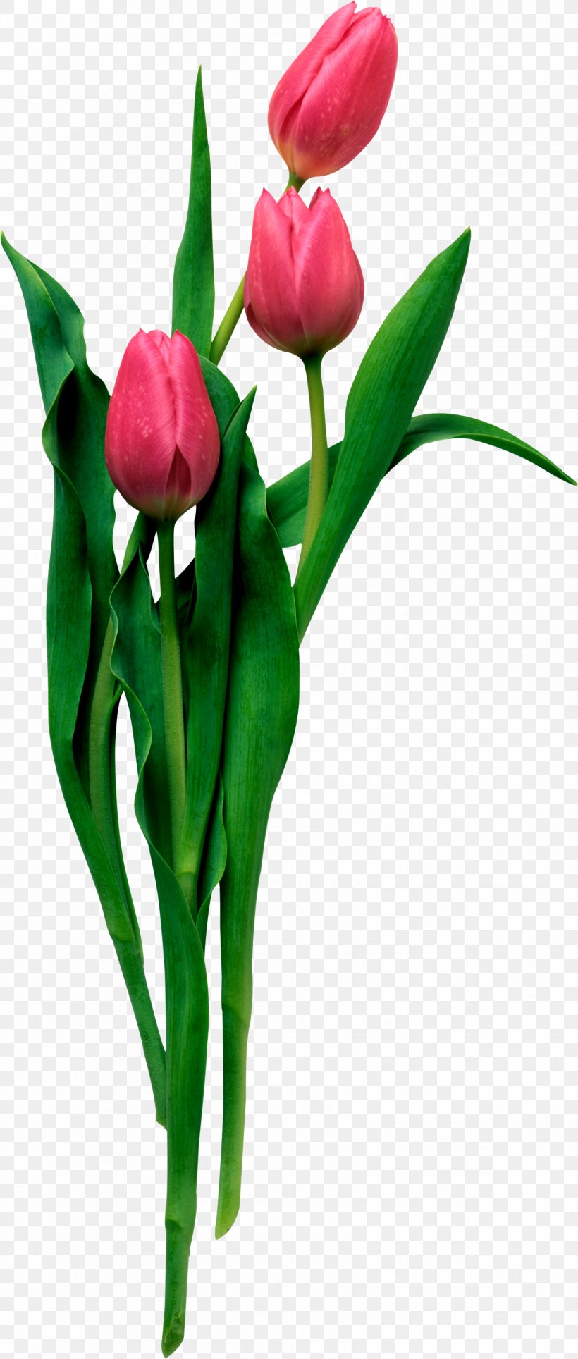 Desktop Wallpaper Tulip Animation, PNG, 1673x3934px, Tulip, Animation, Bud, Cut Flowers, Drawing Download Free