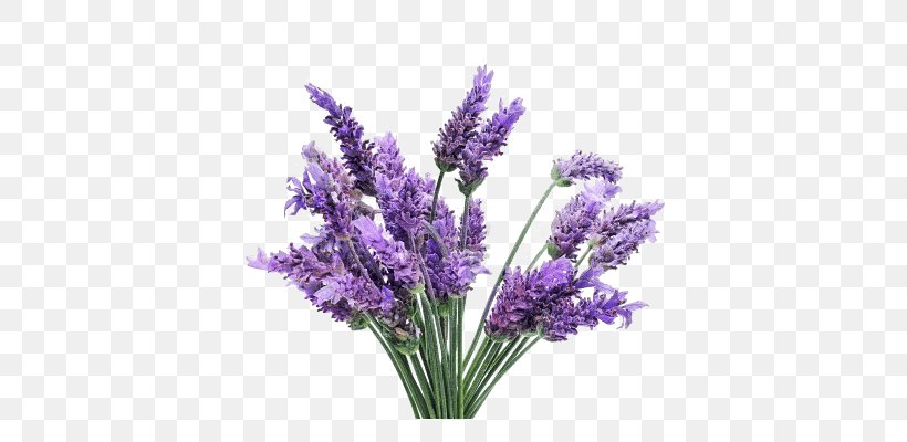 English Lavender Lavender Oil Plant Lavandula Latifolia French Lavender, PNG, 400x400px, English Lavender, Artificial Flower, Cut Flowers, Essential Oil, Flower Download Free