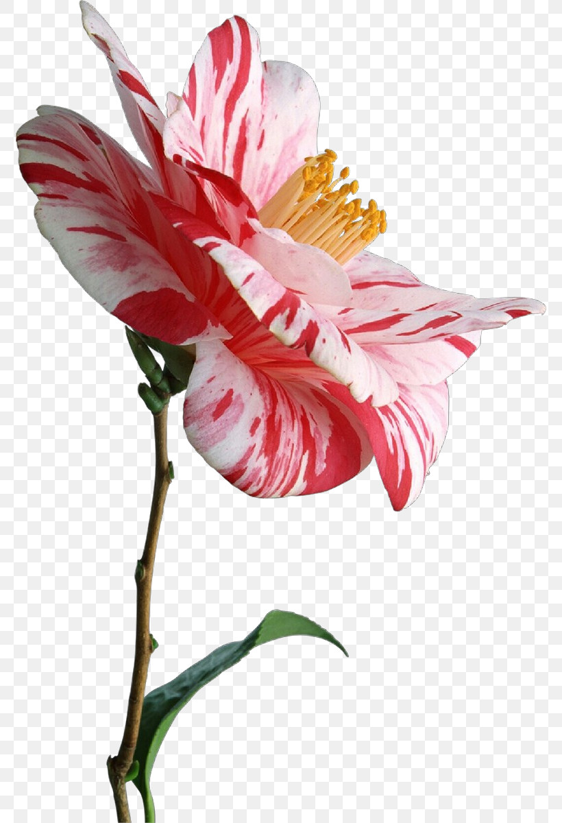 Flower Plant Petal Pink Cut Flowers, PNG, 774x1200px, Flower, Anthurium, Cut Flowers, Pedicel, Petal Download Free