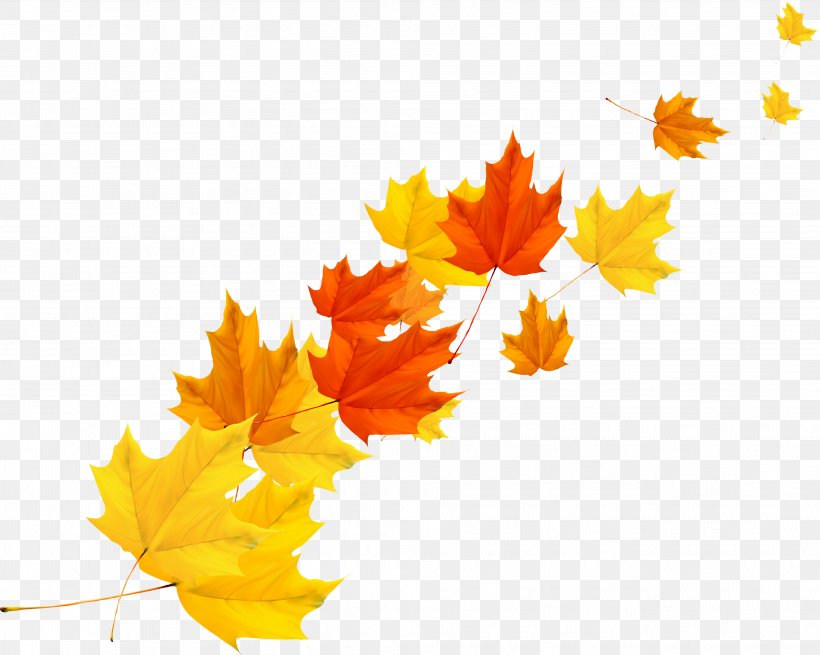 Maple Leaf Autumn, PNG, 4039x3229px, Leaf, Autumn, Autumn Leaf Color, Flowering Plant, Green Download Free