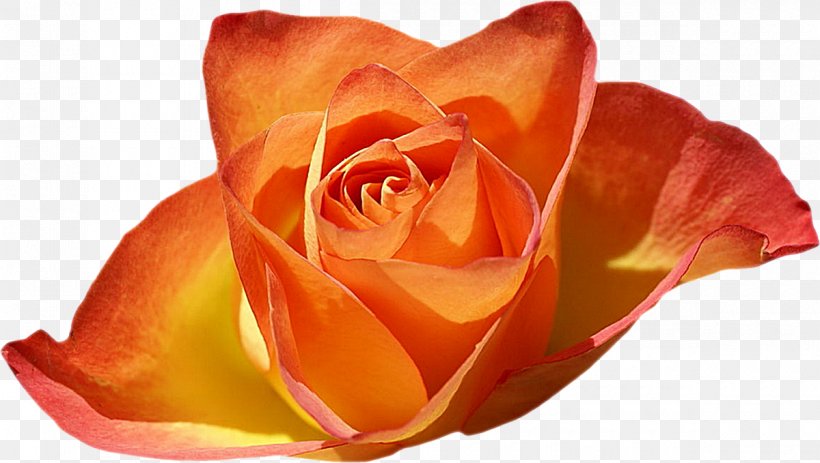 Rose Garden Desktop Wallpaper Flower, PNG, 1200x679px, Rose, Bare Root, Close Up, Color, Cut Flowers Download Free