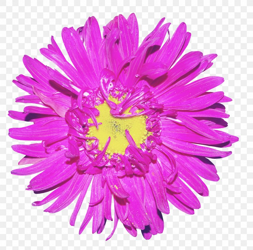 Stock Photography Violet Royalty-free Purple, PNG, 2270x2248px, Stock Photography, Annual Plant, Aster, China Aster, Chrysanths Download Free