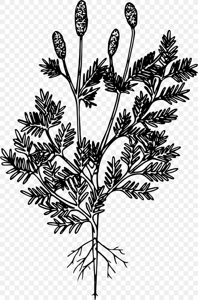 Tree Western White Pine Plant Pinaceae, PNG, 1586x2400px, Tree, Black And White, Branch, Cowboy Boot, Eastern White Pine Download Free