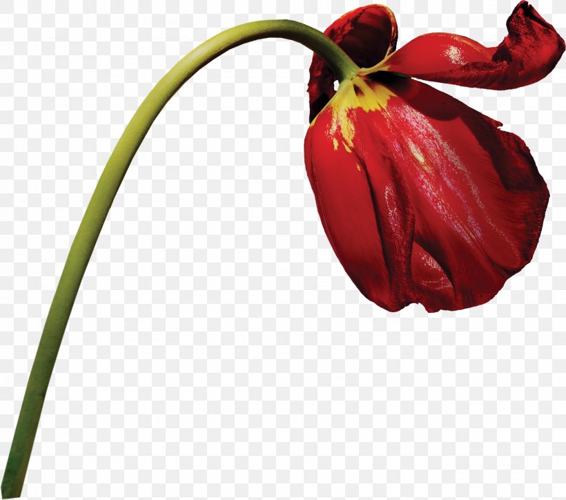 Tulip Flower Photography, PNG, 1850x1635px, 3d Computer Graphics, Tulip, Bud, Flower, Flowering Plant Download Free
