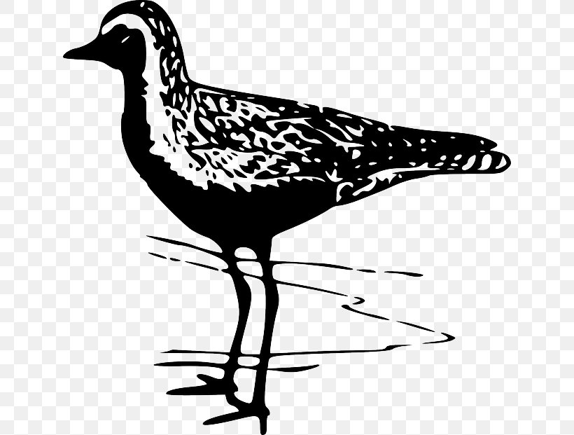 Bird Pacific Golden Plover American Golden Plover Clip Art, PNG, 640x621px, Bird, American Golden Plover, Arctic Tern, Artwork, Beak Download Free