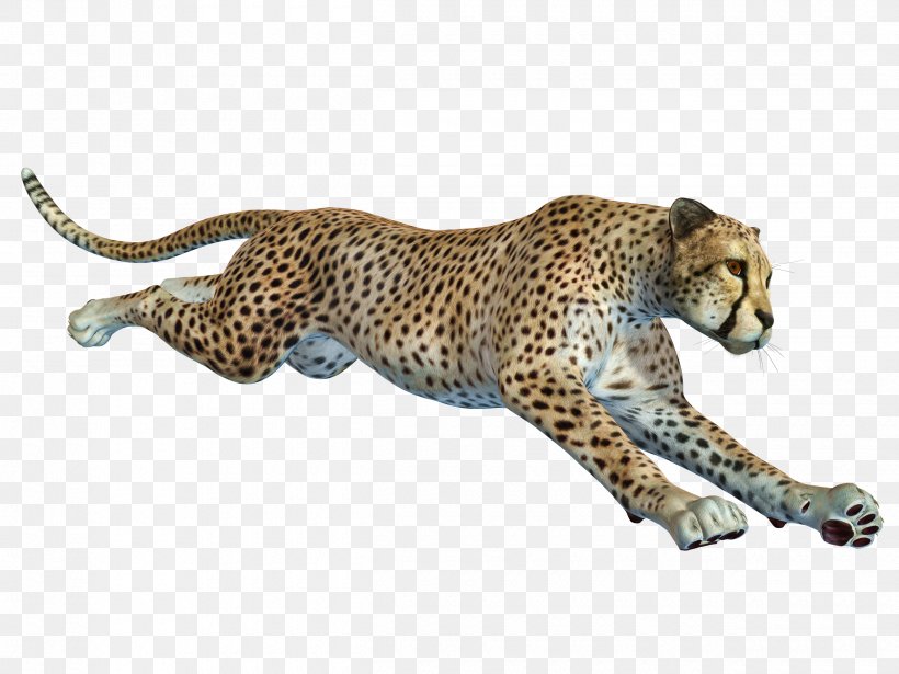 Cheetah African Leopard Remote Camera, PNG, 2500x1875px, Cheetah, Animal, Big Cats, Camera, Carnivoran Download Free