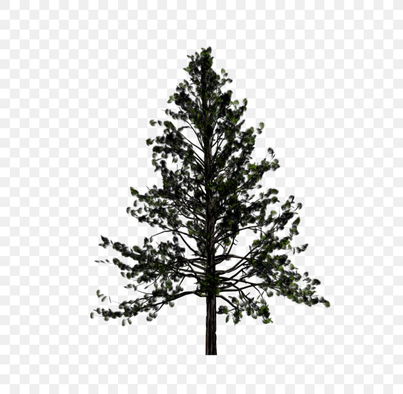 Pine Transparency Tree Fir, PNG, 600x800px, Pine, Branch, Cedar, Christmas Tree, Conifer Download Free