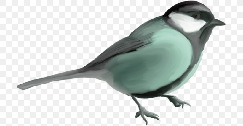 Bird Download Clip Art, PNG, 709x427px, Bird, American Sparrows, Animal, Beak, Chickadee Download Free