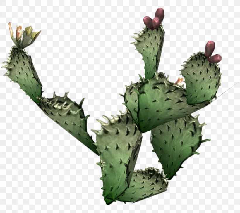 Cactaceae Barbary Fig Eastern Prickly Pear Clip Art, PNG, 850x756px, Cactaceae, Barbary Fig, Cactus, Caryophyllales, Desert Download Free