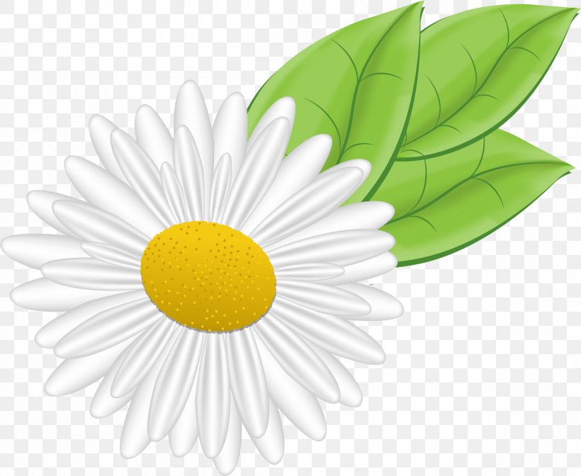 German Chamomile Flower Clip Art, PNG, 1200x984px, German Chamomile, Chamomile, Daisy, Daisy Family, Digital Image Download Free