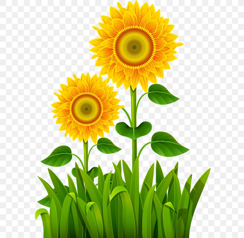 Lawn Clip Art, PNG, 596x800px, Lawn, Creative Market, Cut Flowers, Daisy, Daisy Family Download Free