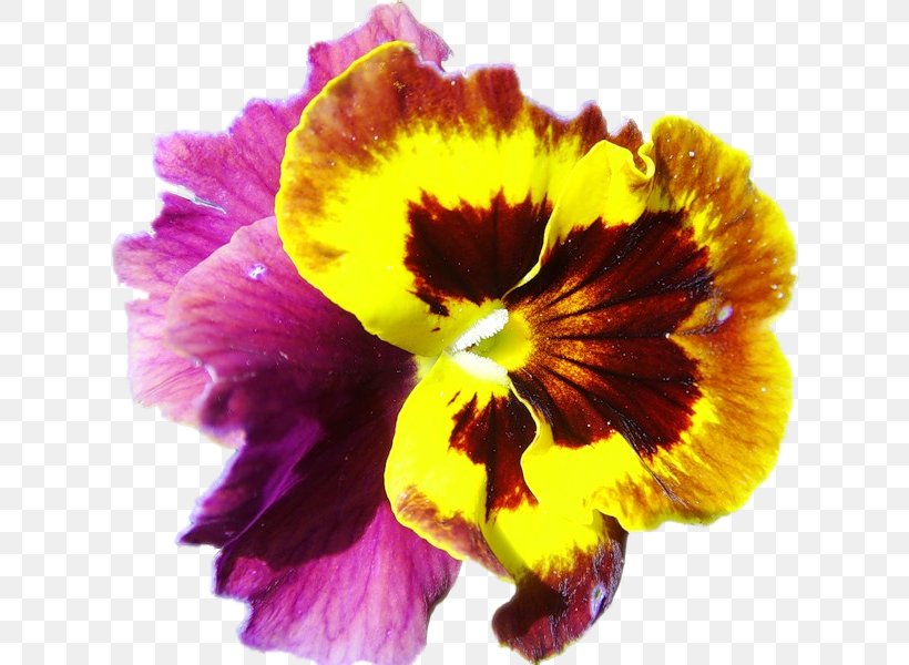Pansy Annual Plant Clip Art, PNG, 628x600px, Pansy, Annual Plant, Closeup, Flower, Flowering Plant Download Free