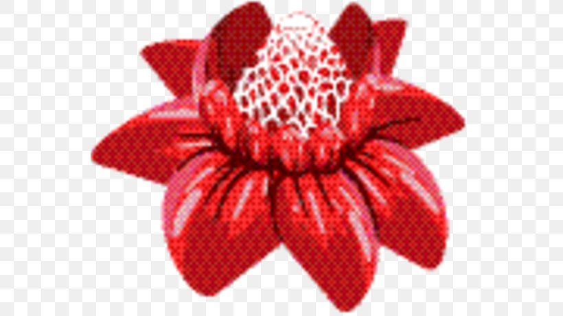Pink Flower Cartoon, PNG, 556x460px, Red Raspberry, Cut Flowers, Flower, Fruit, Petal Download Free