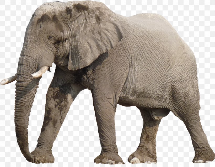 Sossusvlei Etosha National Park Botswana Elephant Wildlife, PNG, 1772x1379px, Sossusvlei, Africa, African Elephant, Africat Foundation, Animal Download Free