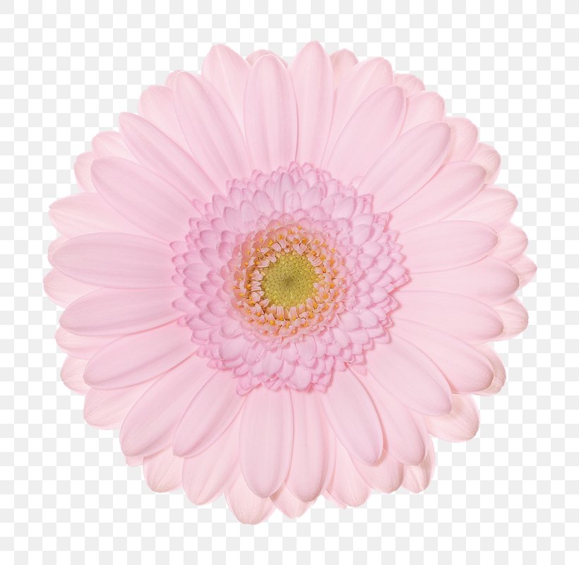 Transvaal Daisy Schreurs Holland B.V. FlowerWeb.sk Chrysanthemum, PNG, 800x800px, Transvaal Daisy, Asterales, Business, Chrysanthemum, Chrysanths Download Free