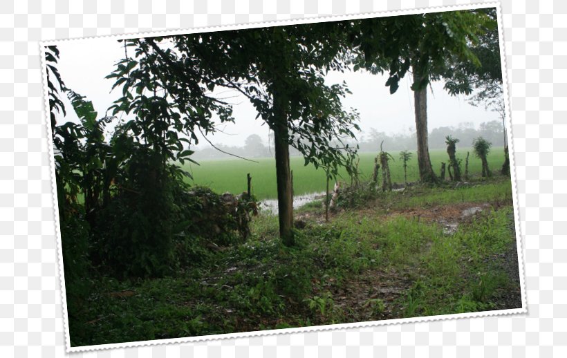 Window Property Tree Fence Land Lot, PNG, 715x518px, Window, Area, Family, Farm, Fence Download Free